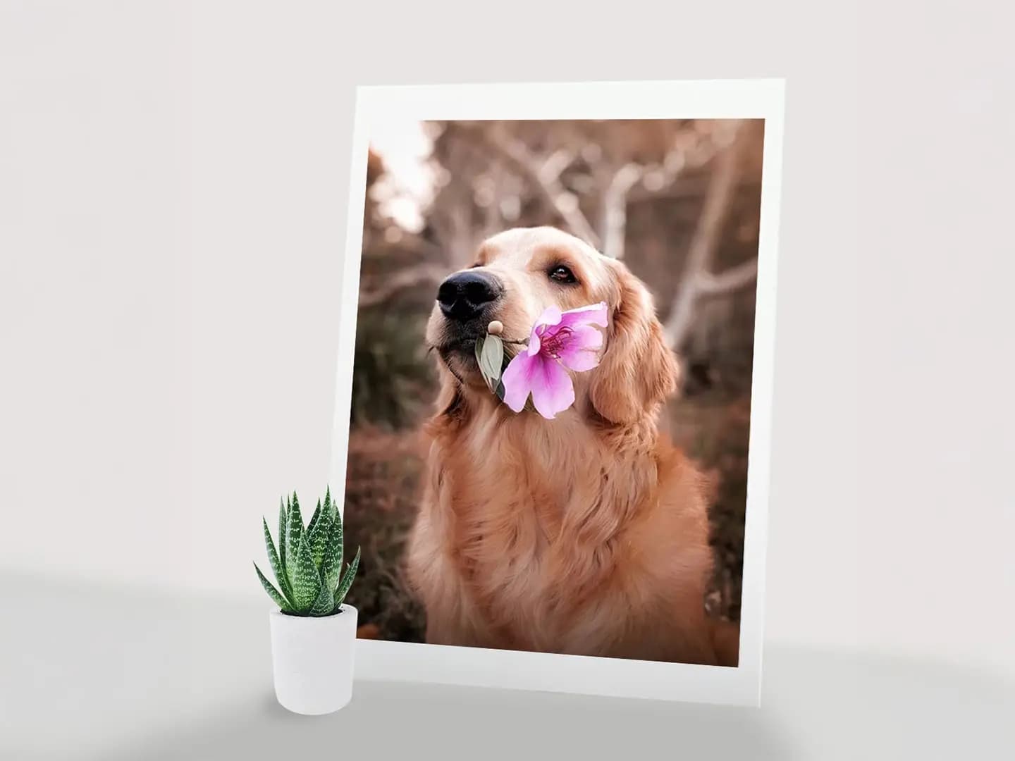 Board-print 16x20 product preview