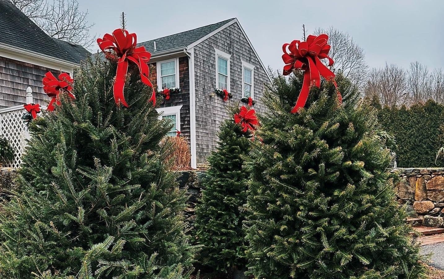 Large Christmas trees with red bows on top
