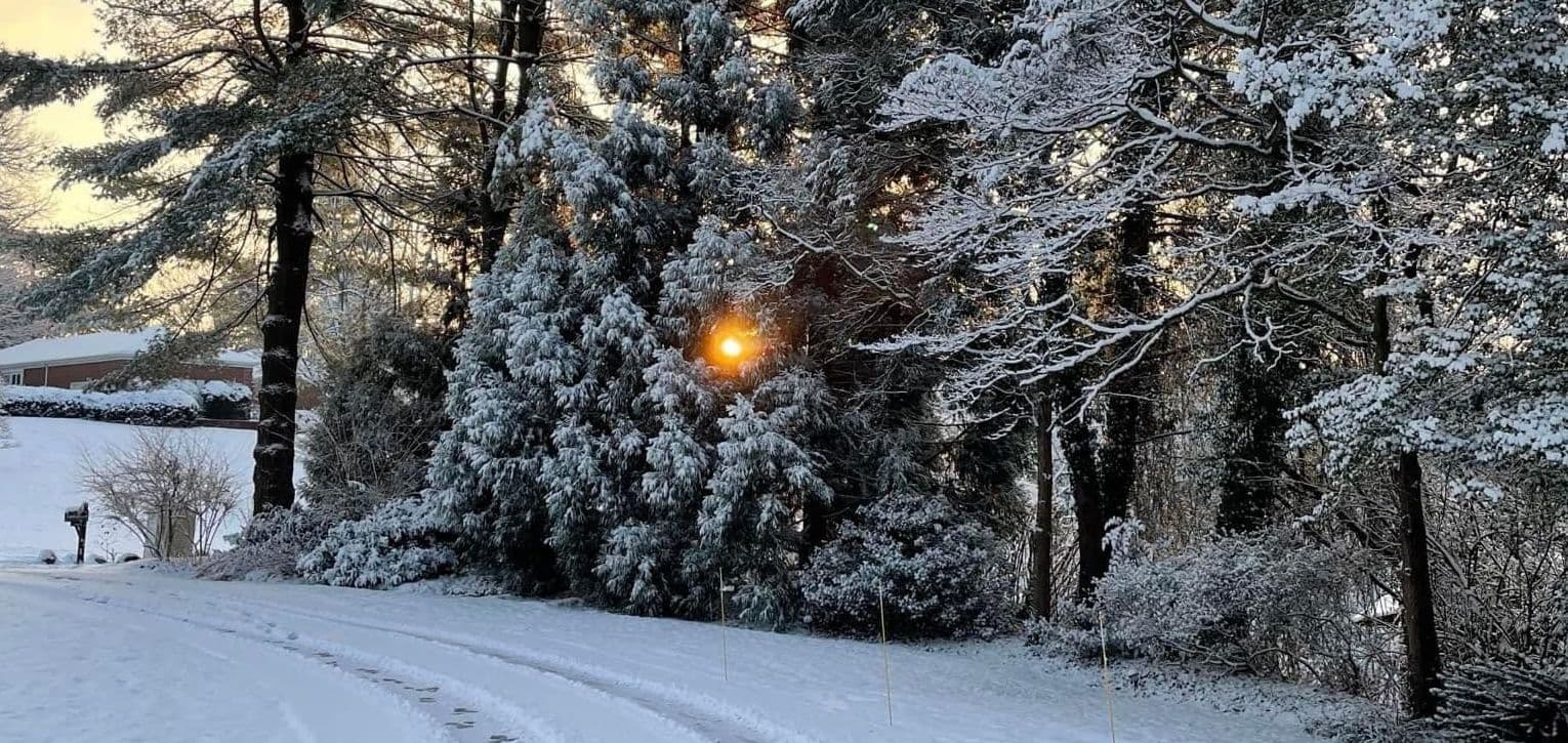 Snowy forest scenery with sunset