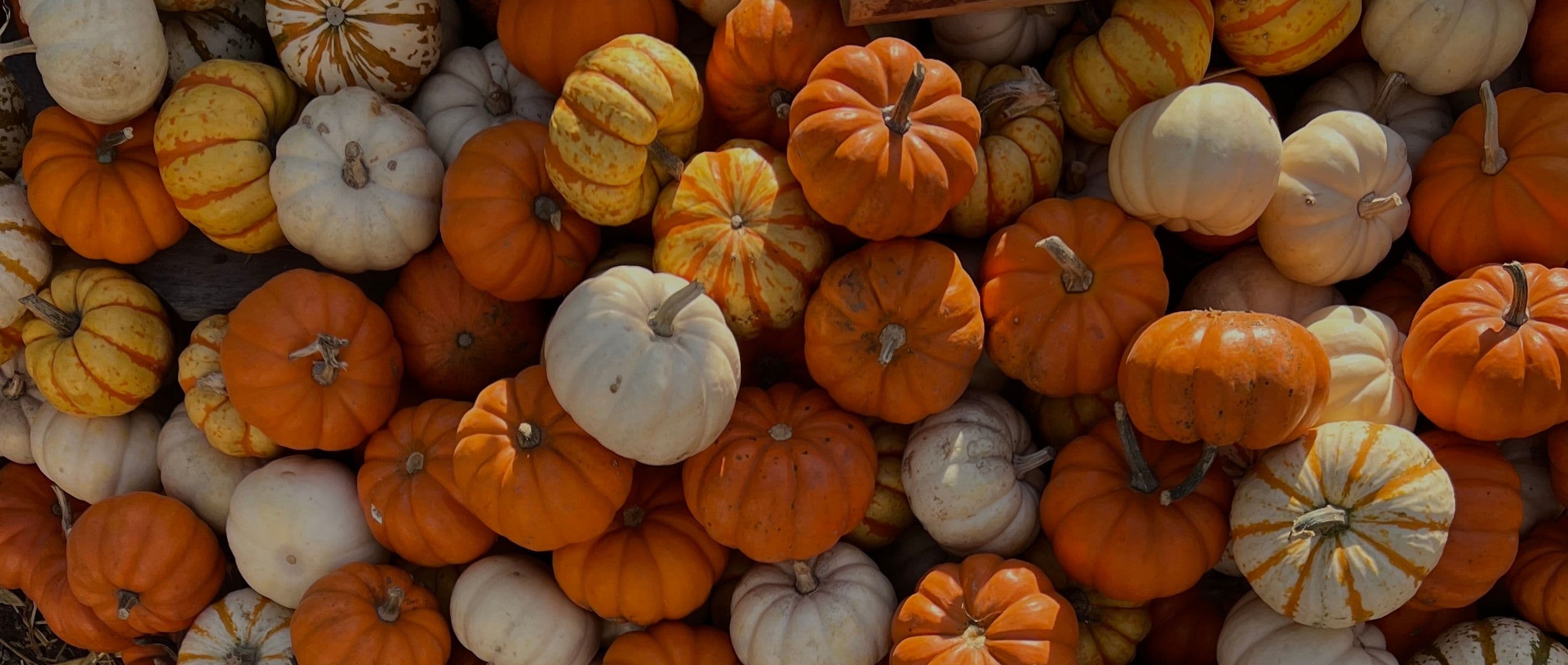 Mini yellow, orange and white pumpkins