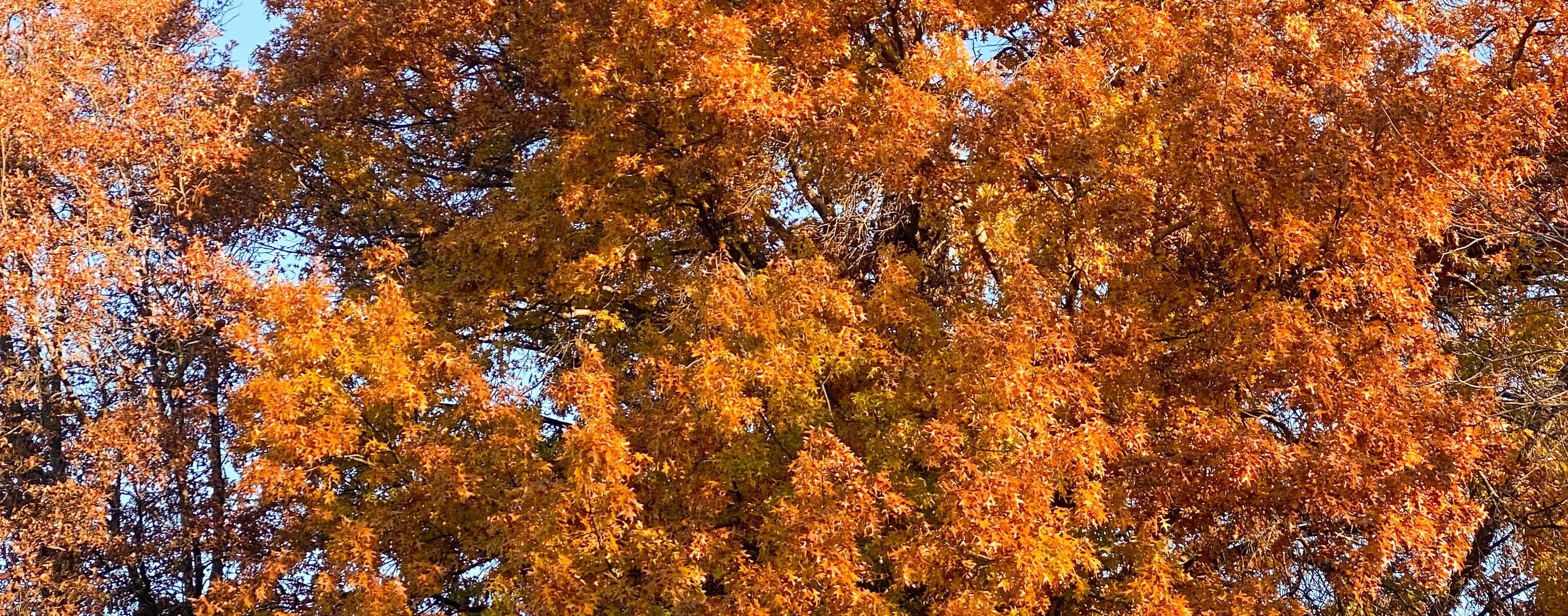 Trees dressed in their fall colors with blue skies in the background