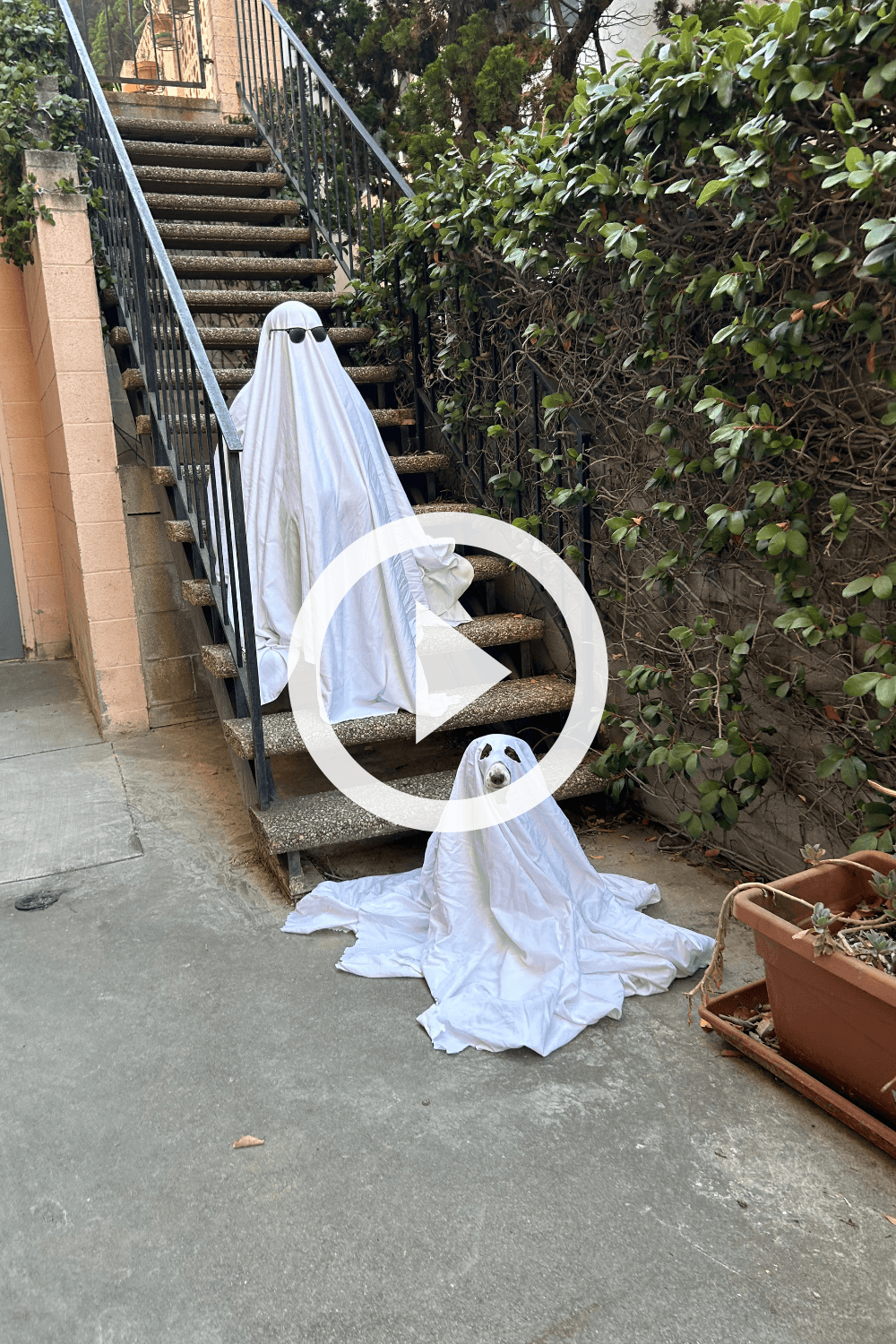 another spooky dog photoshoot